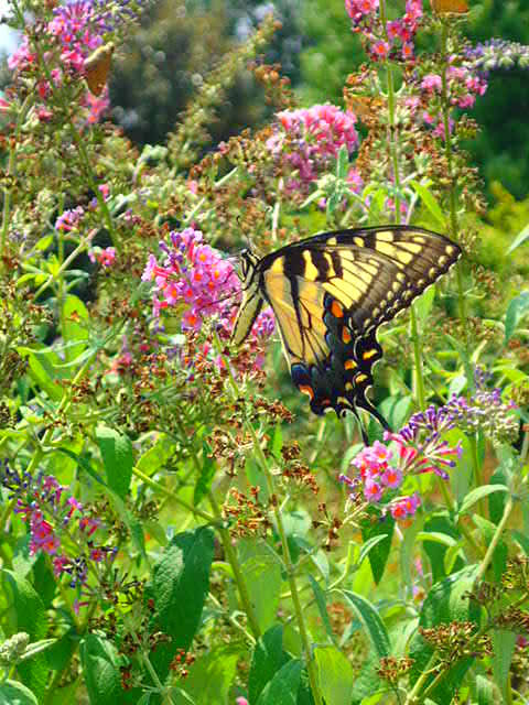 Eastern Tiger Swallowtail