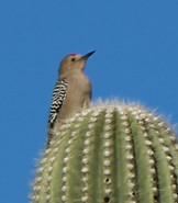 Gila%2520Woodpecker%2520IMG_5556_edited_