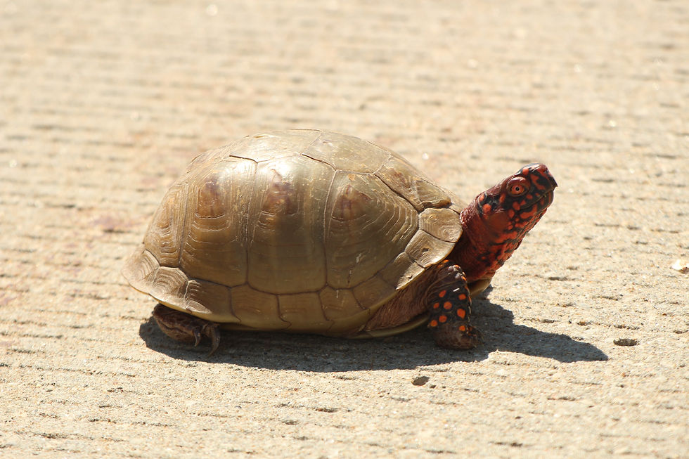 Three-toed Box Turtle IMG_9683