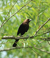 Brown-headed%20Cowbird%20IMG_0244_edited