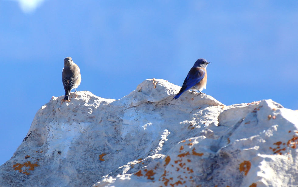 Western Bluebird