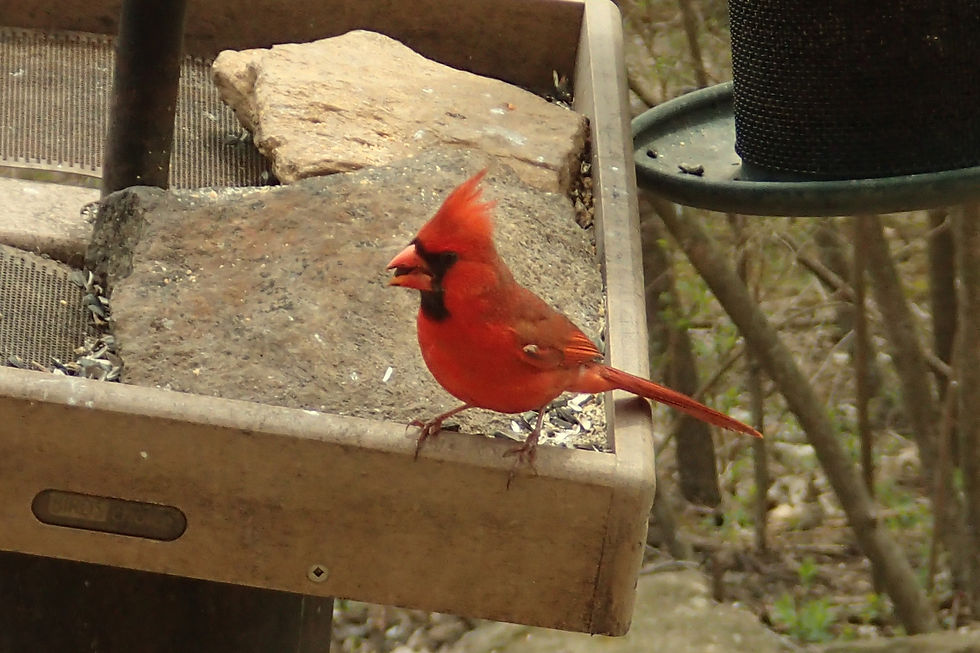 Northern Cardinal
