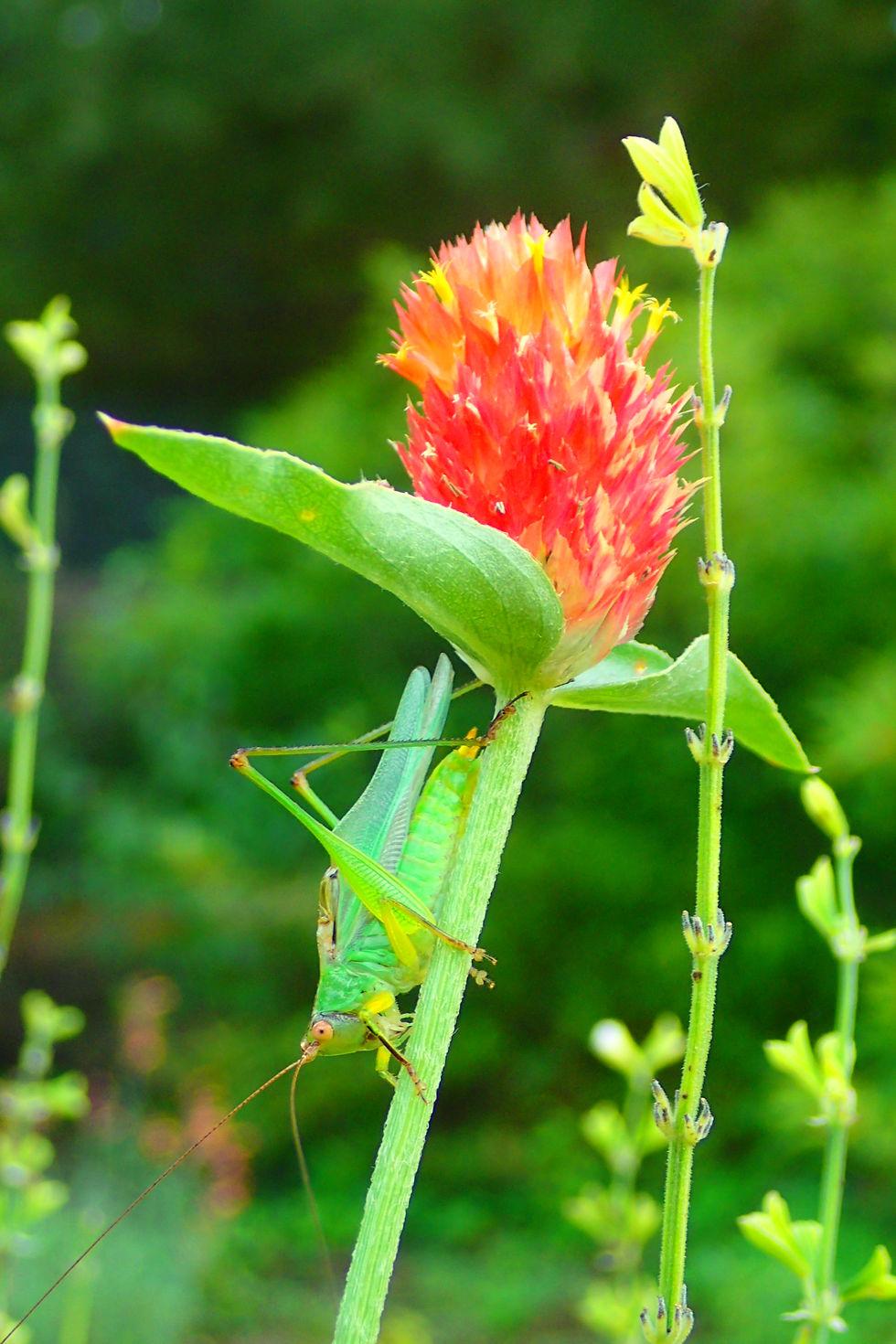 Slender Meadow Katydid