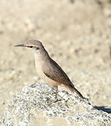 Rock Wren