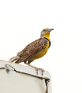 Western Meadowlark_edited.jpg