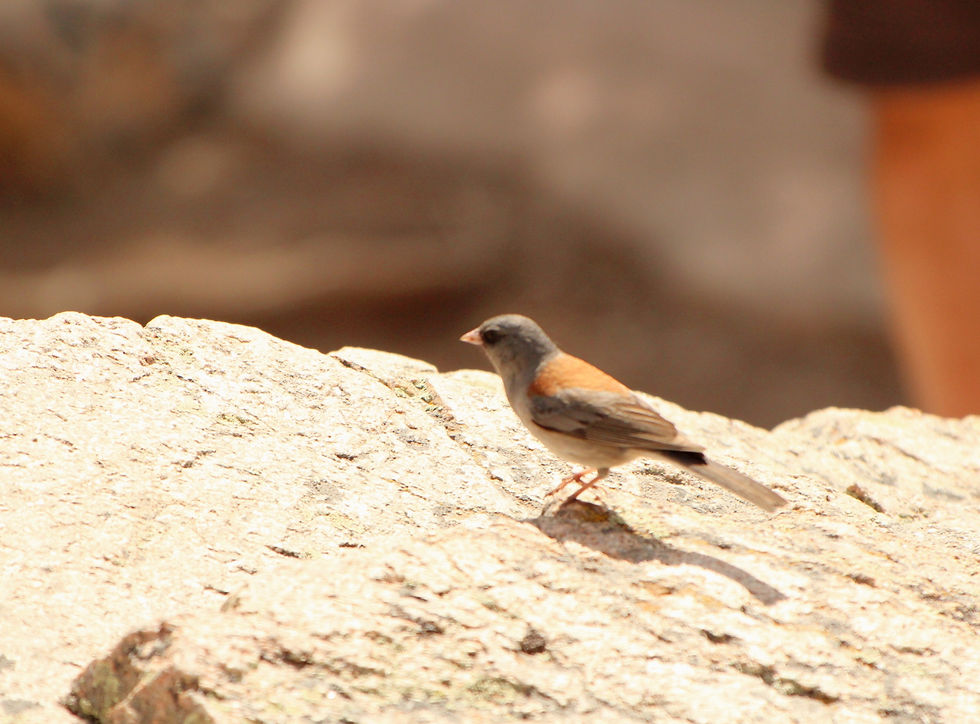 Dark-eyed Junco (Adult male)