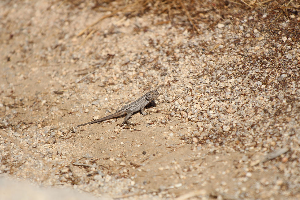 Great Basin Fence Lizard