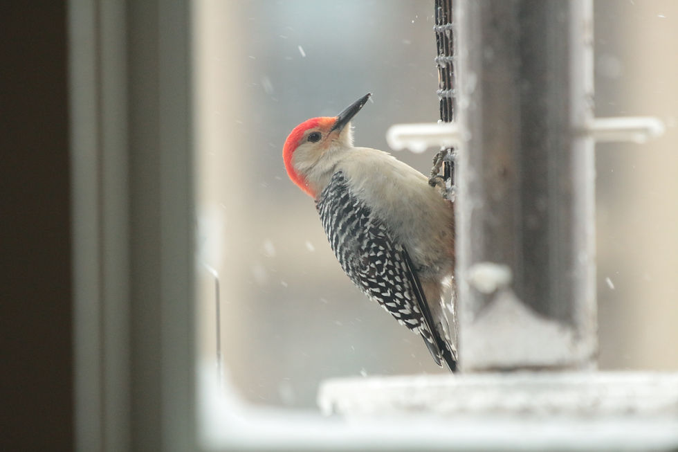 Red-bellied Woodpecker
