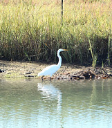 Great Egret