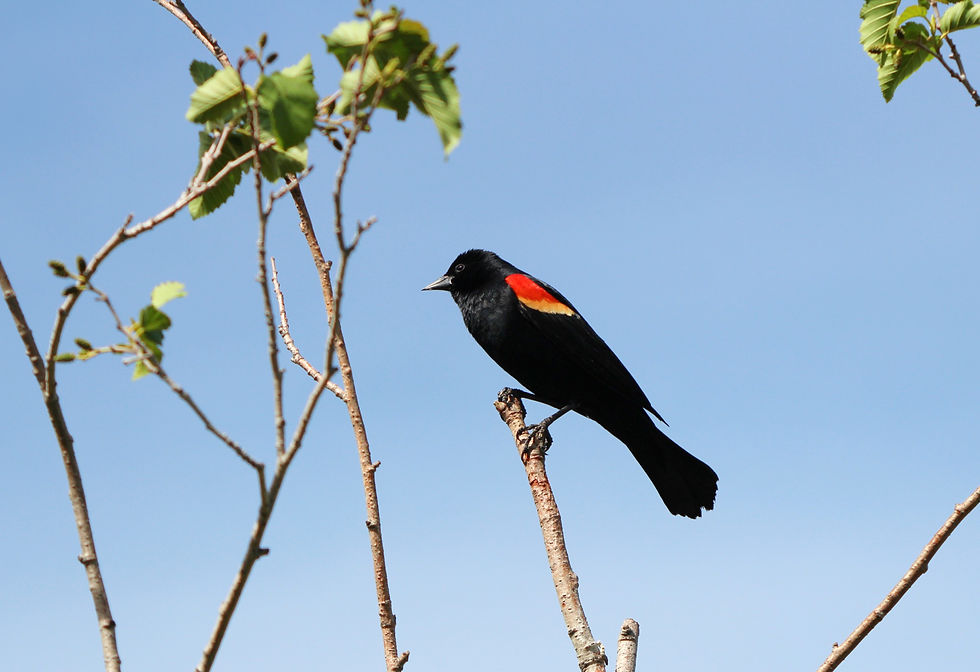 Red-winged Blackbird (Breeding male)