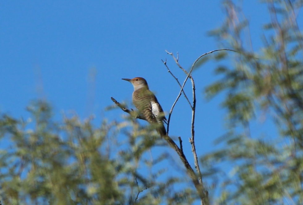 Gila Woodpecker