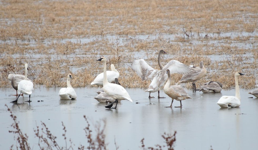 Trumpeter Swan
