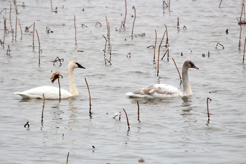 Trumpeter Swan