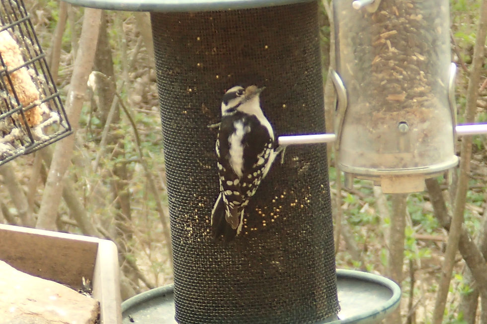Downy Woodpecker (Female)