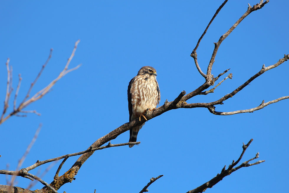 Merlin