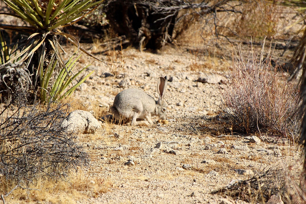Black-Tailed Jackrabbit