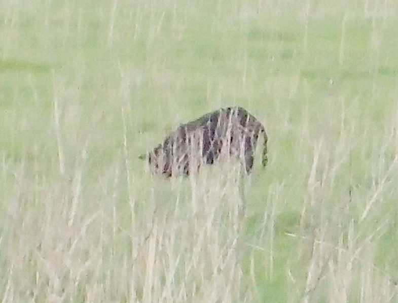 Wild boar