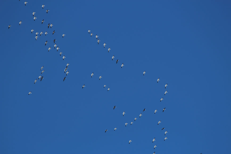 Snow Goose