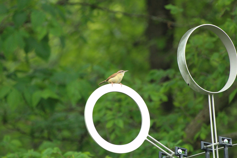 Carolina Wren