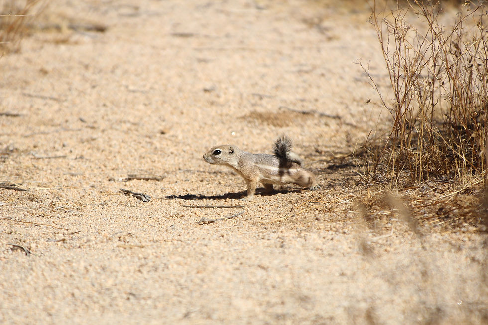 White-Tailed Antelope Squirrel