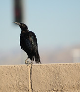 Great-tailed Grackle