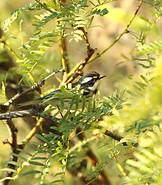 Black-throated Gray Warbler