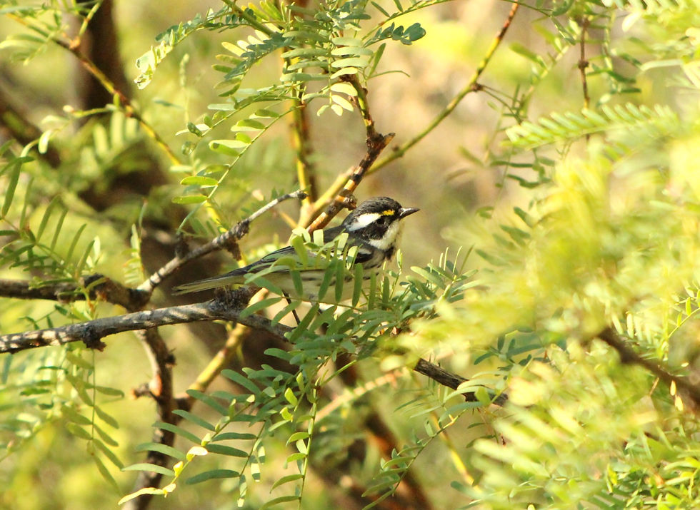Black-throated Gray Warbler
