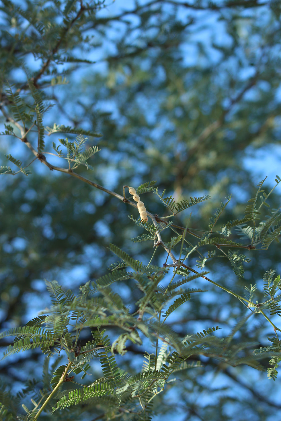 Mesquite Tree