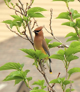 Cedar%2520WaxwingIMG_9660_edited_edited.