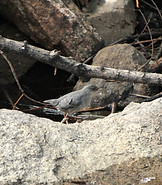 American Dipper