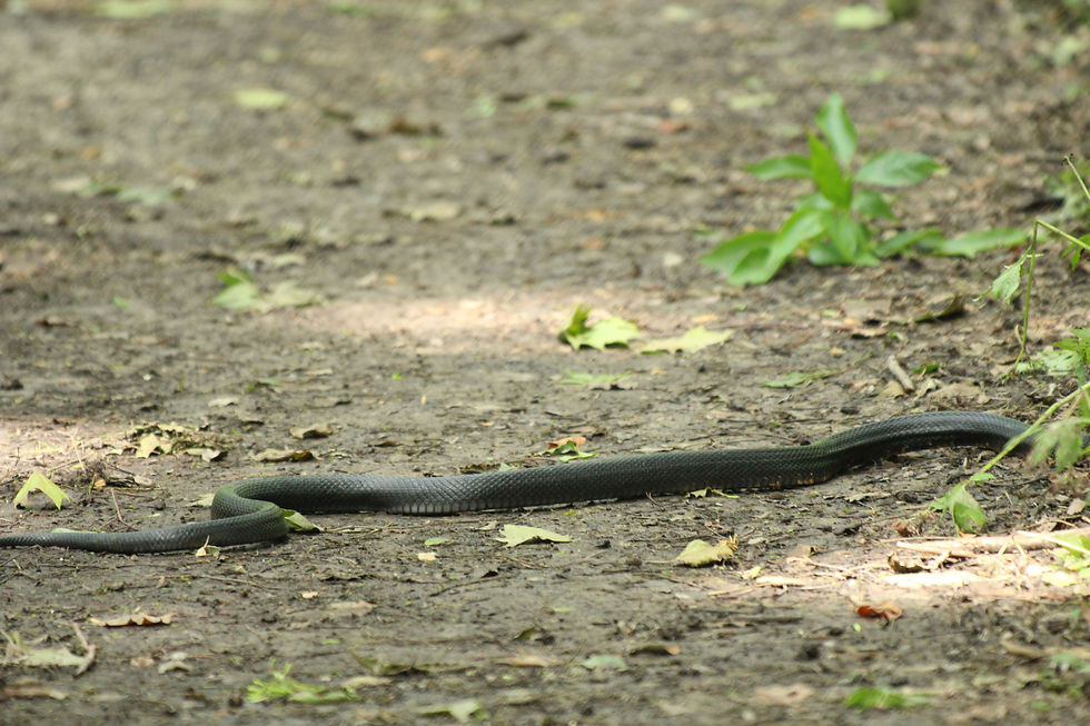 Western Ratsnake