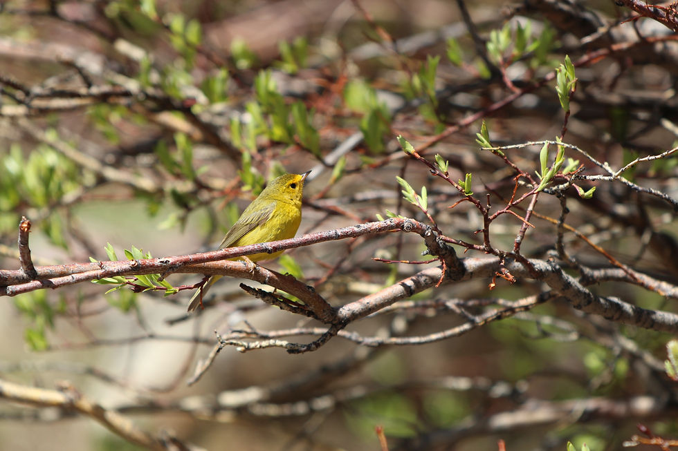 Wilson's Warbler (Female/immature)