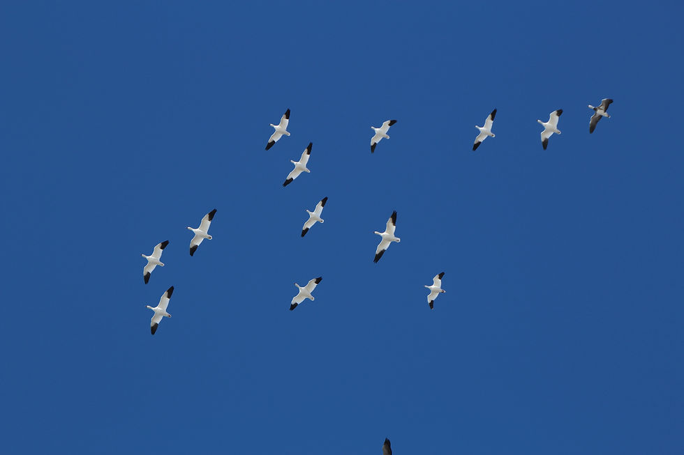 Snow Goose