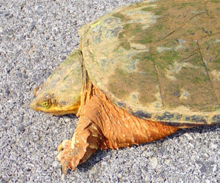 Common Snapping Turtle