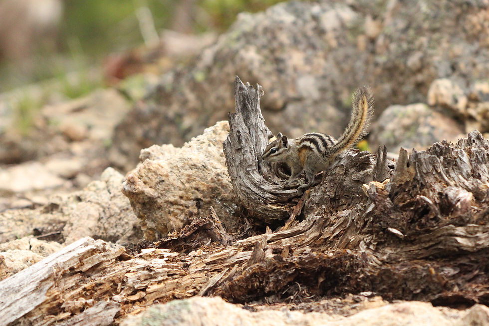 Least Chipmunk