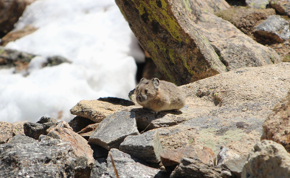 American Pika