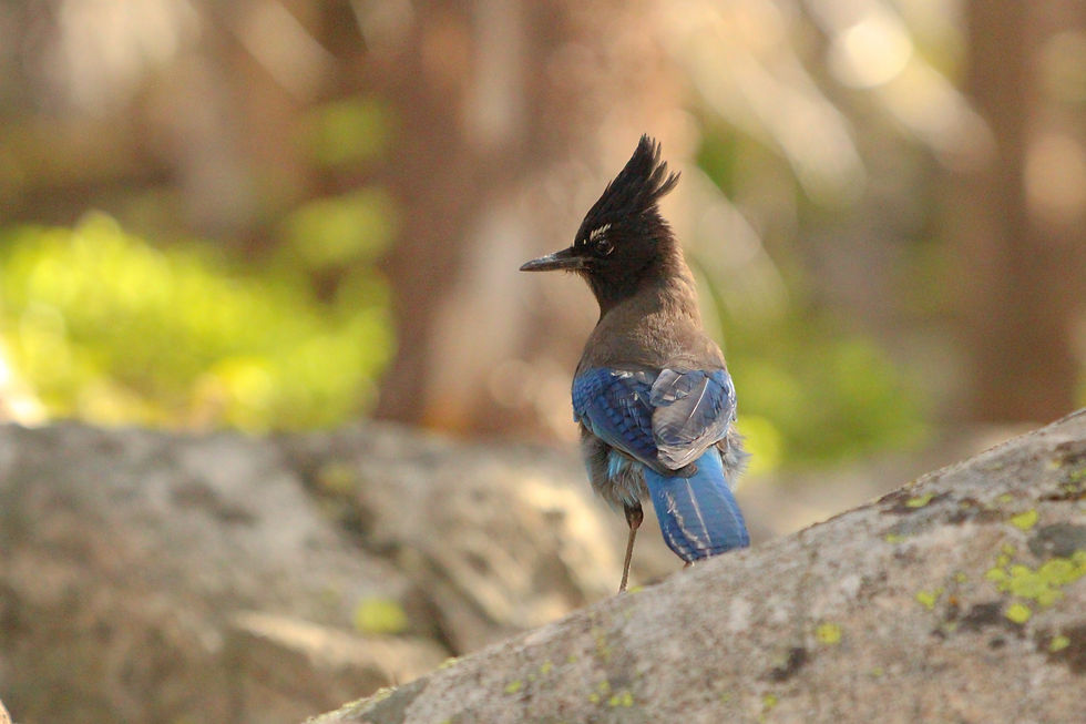 Steller's Jay (Interior)