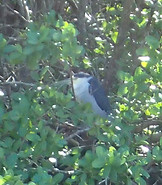 Black-crowned Night-Heron
