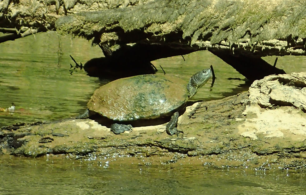 Eastern Mud Turtle