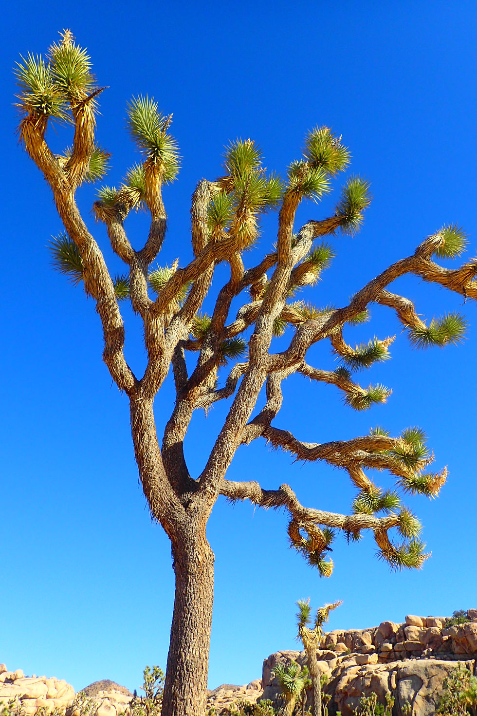 Joshua Tree