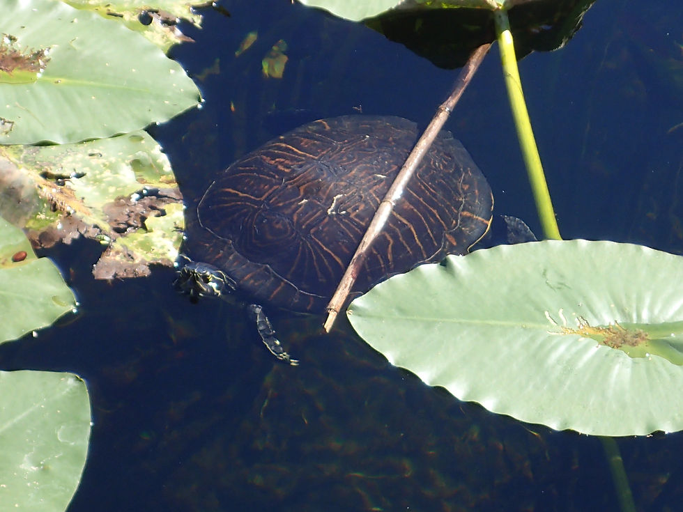 Peninsula Cooter