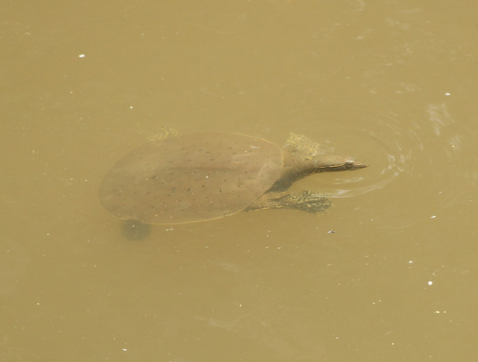 Eastern Spiny Soft-shell