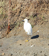 Snowy Egret