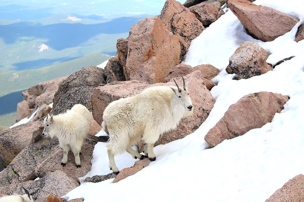 Mountain Goat (mother and kid)