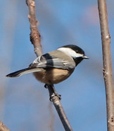 Black-capped%20Chickadee_edited.jpg