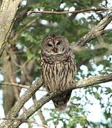 Barred Owl