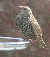 European Starling