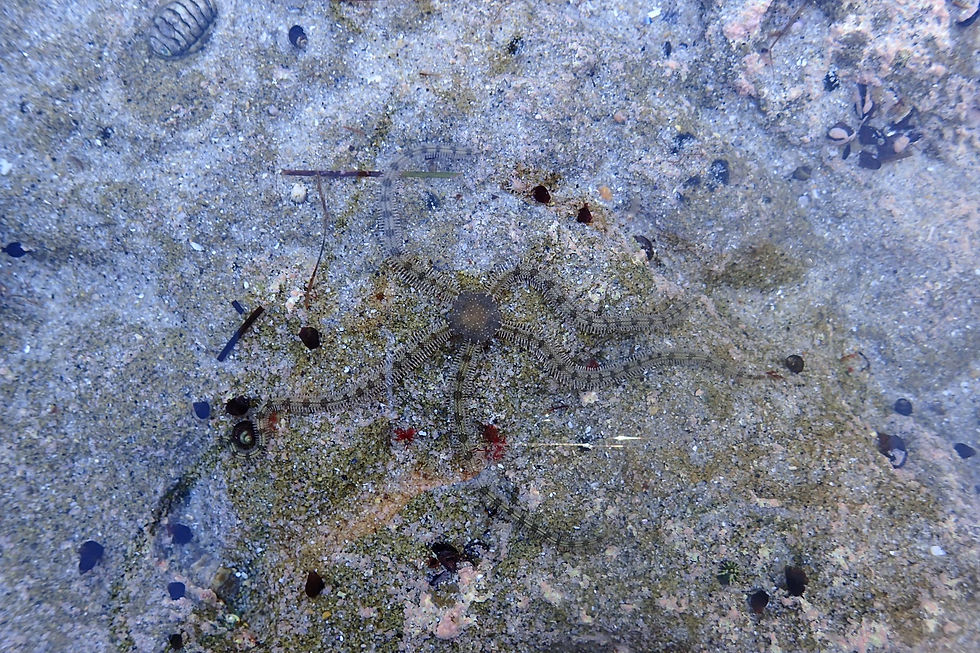 Brittle star