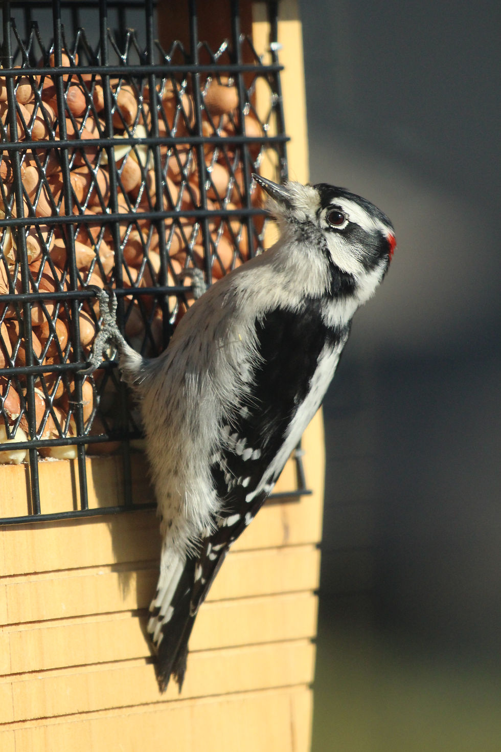 Downy Woodpecker (Male)