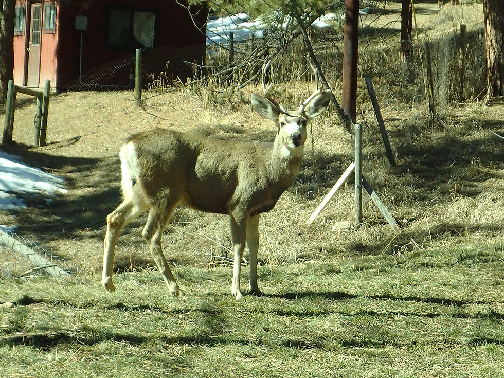 Mule deer